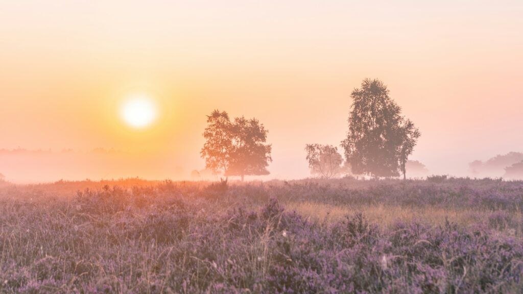 buitenplaatsbeekhuizen.nl