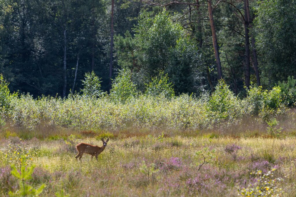 buitenplaatsbeekhuizen.nl buitenplaatsbeekhuizen.nl